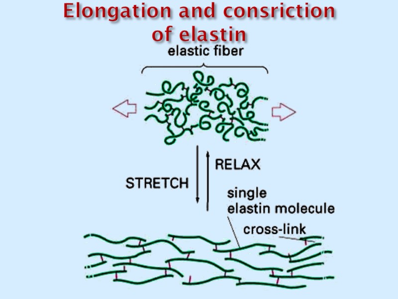 Elongation and consriction of elastin
